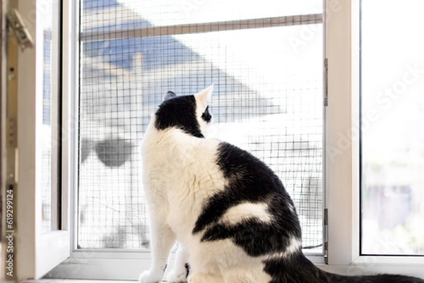 Fototapeta the cat sits on the windowsill with an open window with a safety net