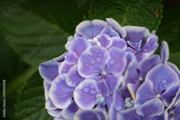 Obraz 紫陽花の花