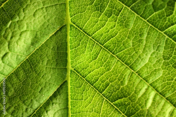 Obraz texture green leaf macro abstract background nature