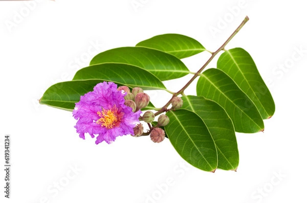 Obraz Lagerstroemia speciosa flower isolated on transparent background..