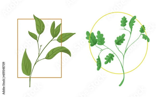 Obraz Tree branch illustration, oak leaves