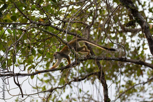 Obraz Singe d'amazonie