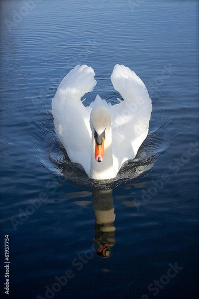 Obraz Swan reflection