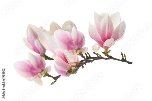 Fototapeta magnolia