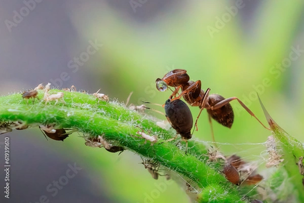 Obraz Ameise beim melken der Blattlaus