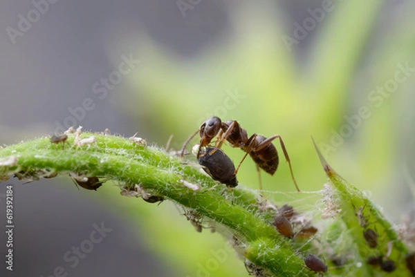 Obraz Ameise beim melken der Blattlaus