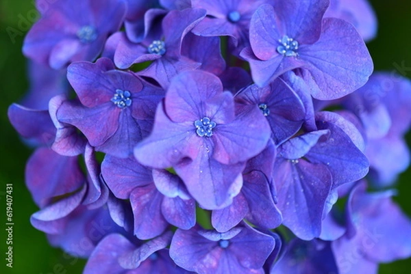 Obraz 日本のアジサイ