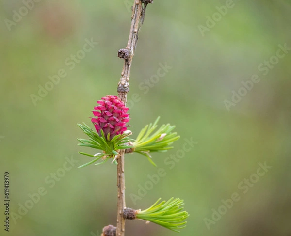 Fototapeta new larch cone on a branch