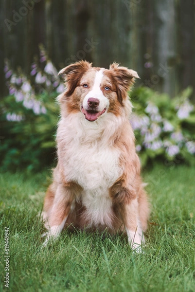 Obraz Australian Shepherd