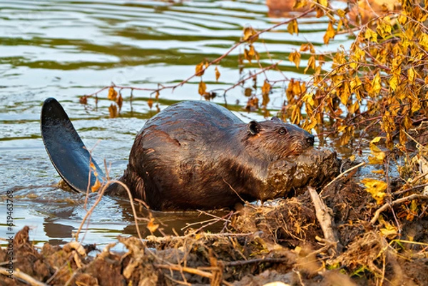 Obraz Beaver Photo and Image. Beaver carrying mud with its mouth and fore-paws and building dam. Beaver tail.