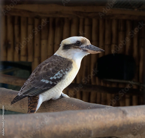 Obraz Schöner Vogel