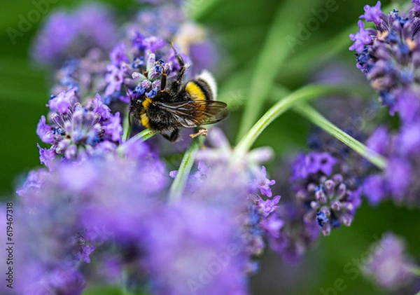 Fototapeta bumblebee