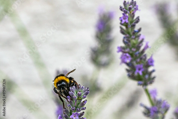 Obraz lavender and bumblebee