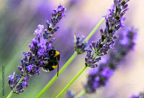Obraz lavendel und hummel