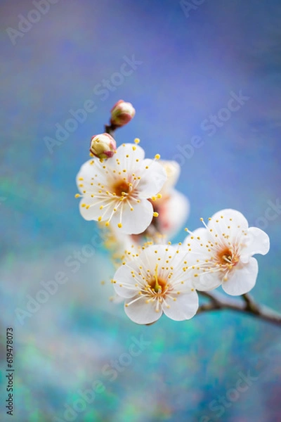 Obraz 青い背景の三輪の梅の花