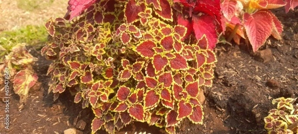 Obraz red and yellow leaves