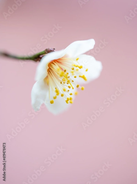 Obraz ピンクの背景の梅の花