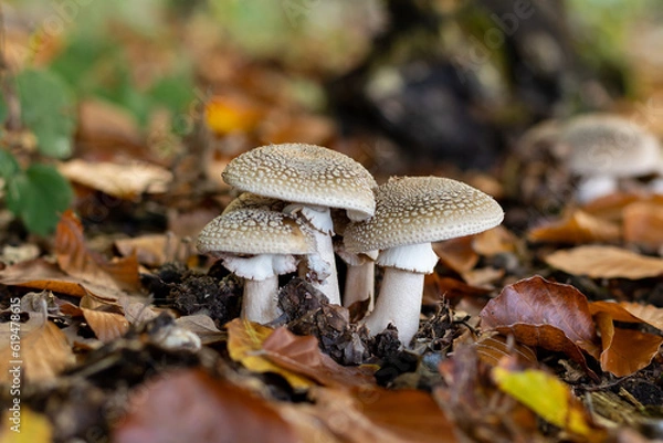 Fototapeta Panther amanita among the leaves in the forest in the fall, amanita pantherina