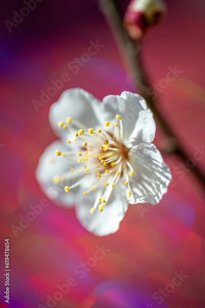 Obraz 赤い背景の一輪の梅の花