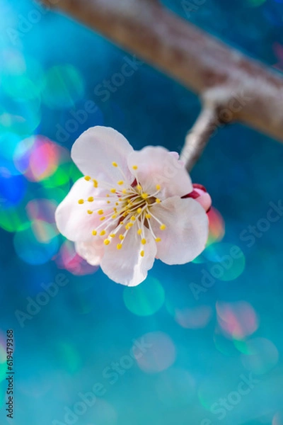 Obraz カラフルな玉ボケと梅の花