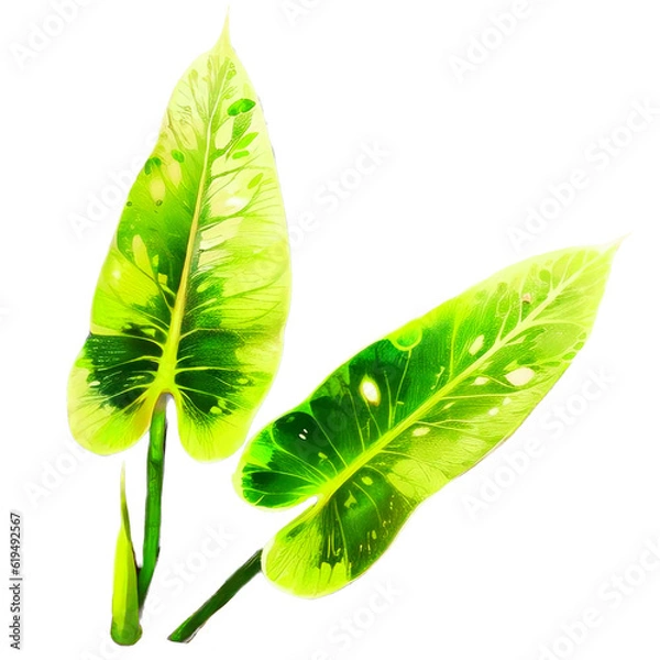 Obraz green leaf isolated on white