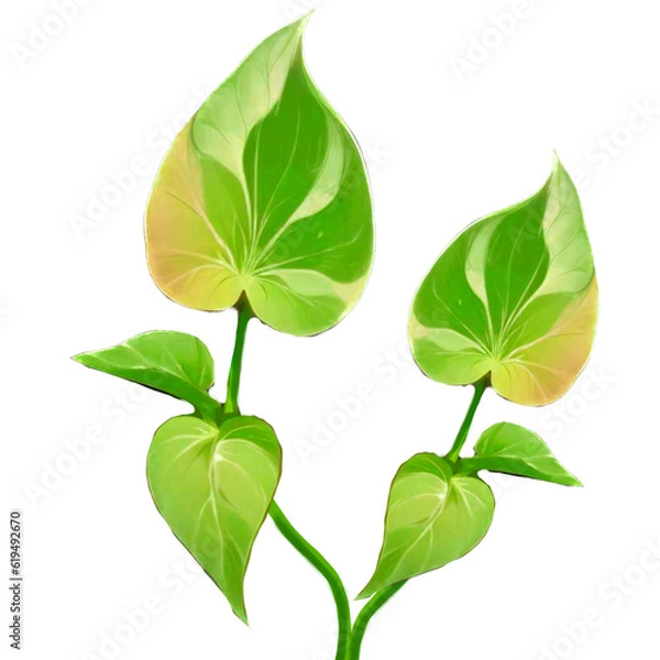 Obraz green leaves isolated on white background