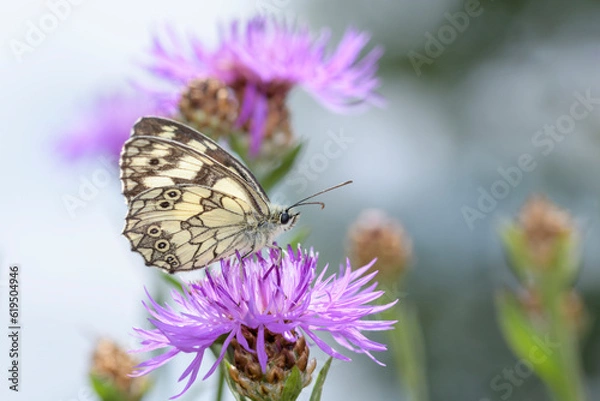 Obraz The marbled white - Melanargia galathea sucks nectar with its trunk from the blossom of the Centaurea jacea, the brown knapweed or brownray knapweed