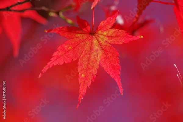 Fototapeta 秋の色