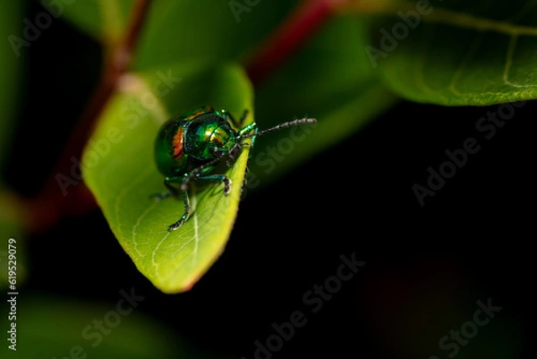 Fototapeta Macro Close-up Shiny iridescent Dogbane Leaf Beetle (Chrysochus auratus) on dogbane leaf - copy space