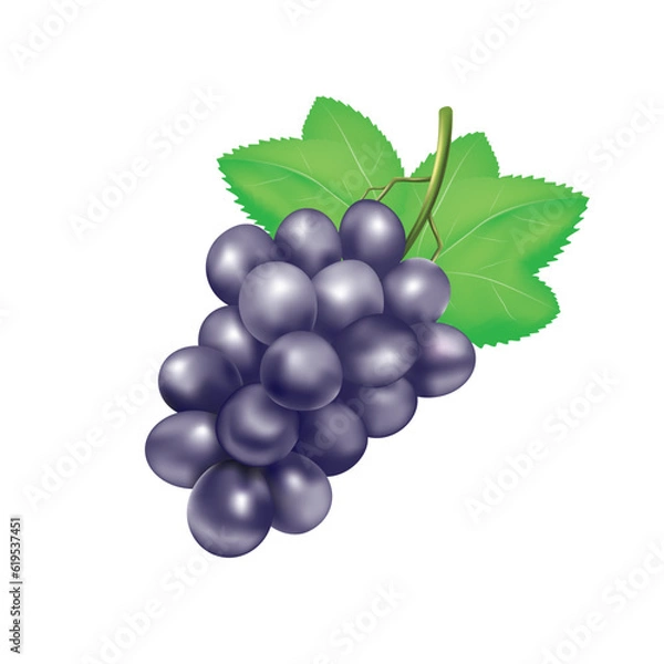 Fototapeta bunch of grapes vector isolated on white background