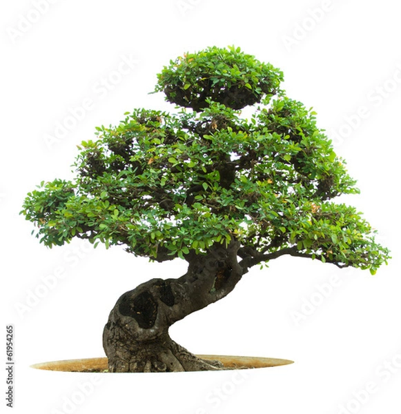 Obraz Drzewo bonsai