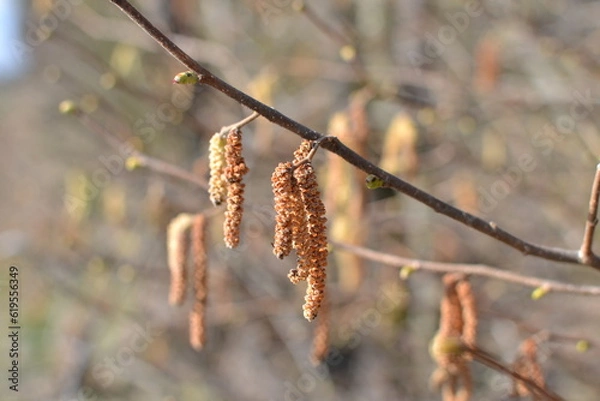 Obraz branches in winter