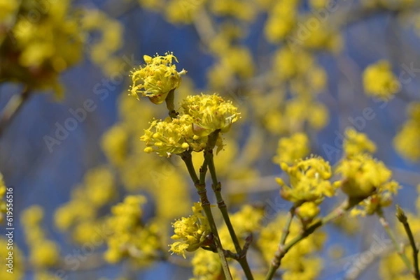 Obraz yellow flowers in spring