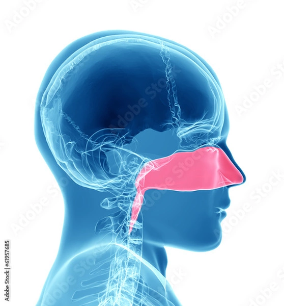 Obraz Sinuses - Breathing
