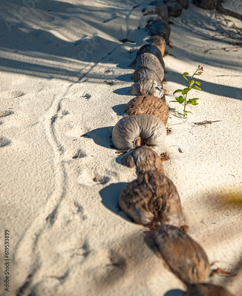 Obraz coconuts that lie on the sand.