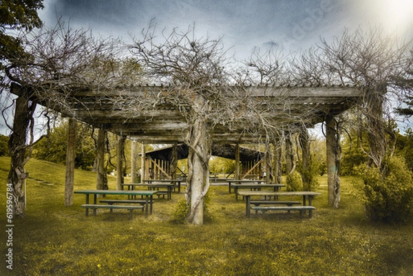 Obraz Arbor overgrown with trees