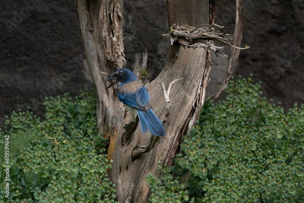 Obraz Scrub Jay standing on a snag
