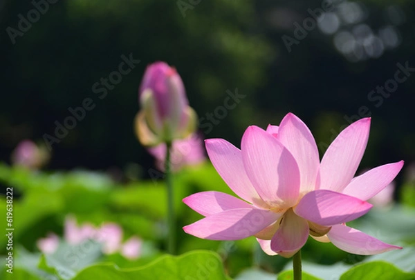 Fototapeta 淡いピンクのハスの花