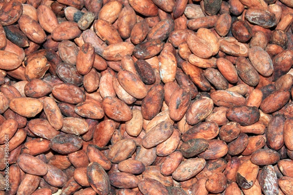 Obraz Cocoa Beans