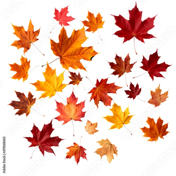 Fototapeta Maple Leaves isolated on white background. Transparent background