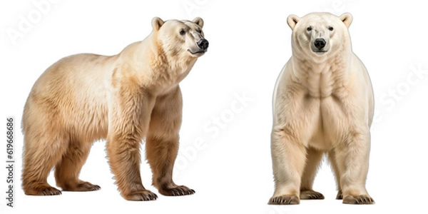 Obraz Polar Bear isolated on white background.  Transparent background