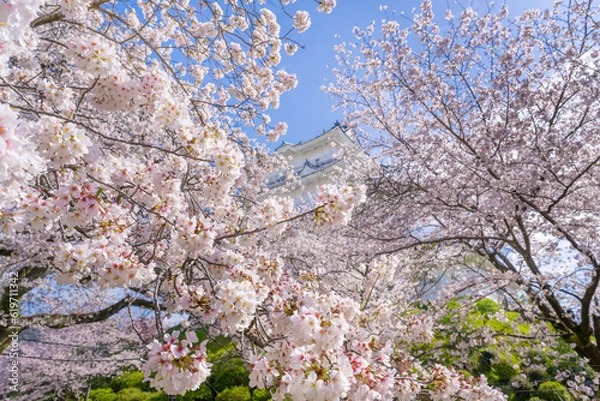 Obraz 神奈川県小田原市　小田原城と桜