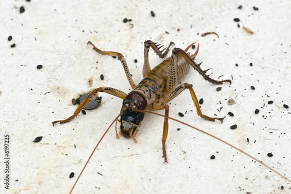 Obraz Weta