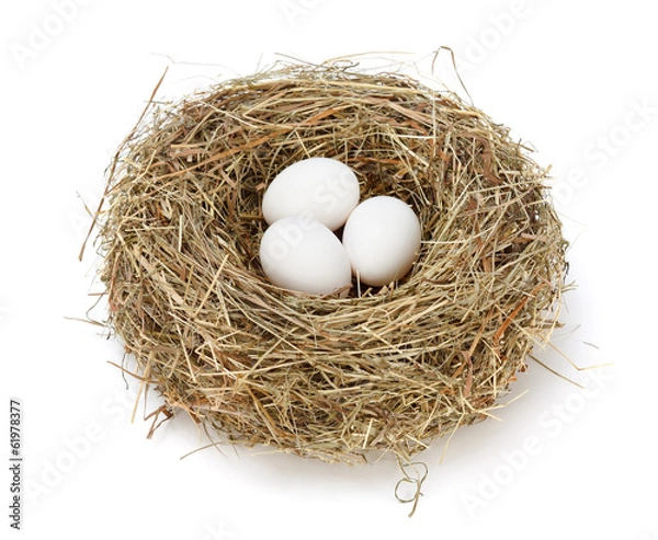 Obraz White eggs in nest