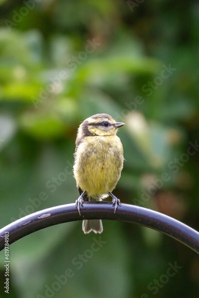 Fototapeta A close up of a juvenile cyanistes caeruleus, commonly known as a blue tit, on a sunny summer's day