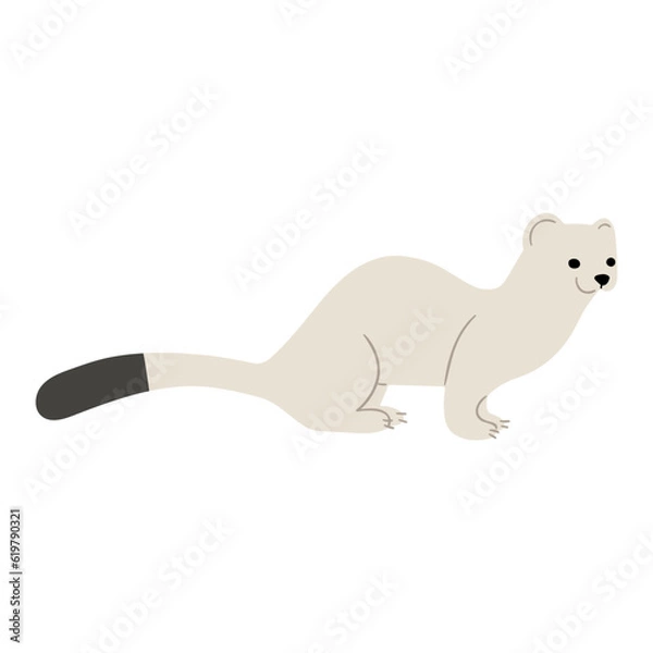 Fototapeta Stoats,Ermine Single 16 on a white background, vector illustration. 