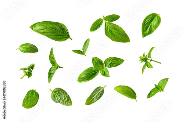 Fototapeta Set of fresh basil leaves isolated on a white background. Fragrant green basil leaves variety cutout. Ocimum basilicum plant parts as spice and seasonning for cooking. Macro.