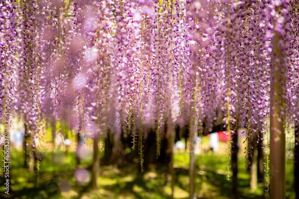 Fototapeta 横からの藤