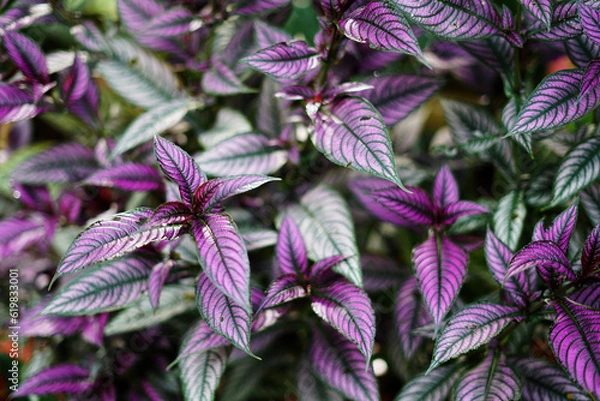 Obraz close up of Persian Shield