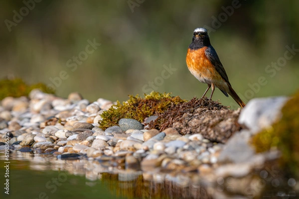 Obraz Male Common Redstart on the edge of a pool of water